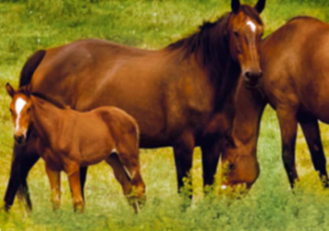 Gite Les Aubues Lormes Exteriör bild